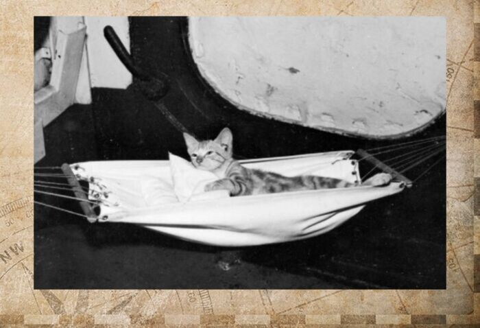 Этот котёнок не просто пассажир и питомец.