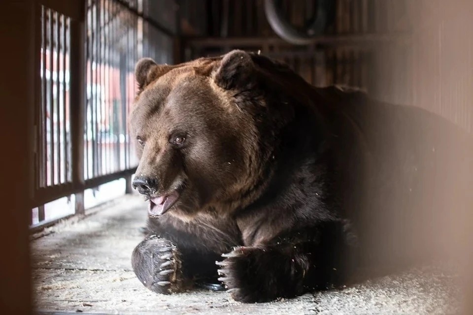    Умка – один из старейших жителей зоопарка. Ксения ТИМОФЕЕВА