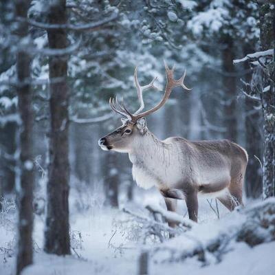 В Саратовской области завершается охота на косулю, лося и оленя