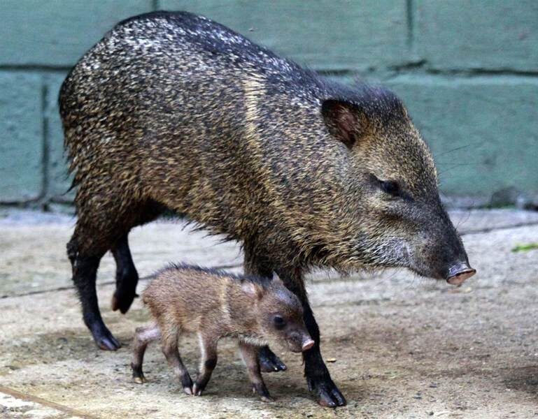 В этих глазах интеллекта больше, чем кажется на первый взгляд.