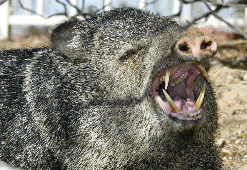 Главное отличие от дальних родственников кабанов.