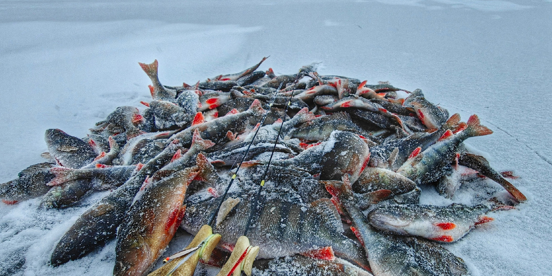 Зимняя ловля окуня. В чем залог успеха?