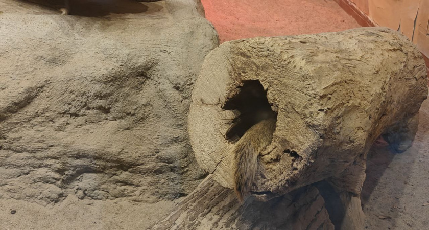    Первый городской канал Калининград