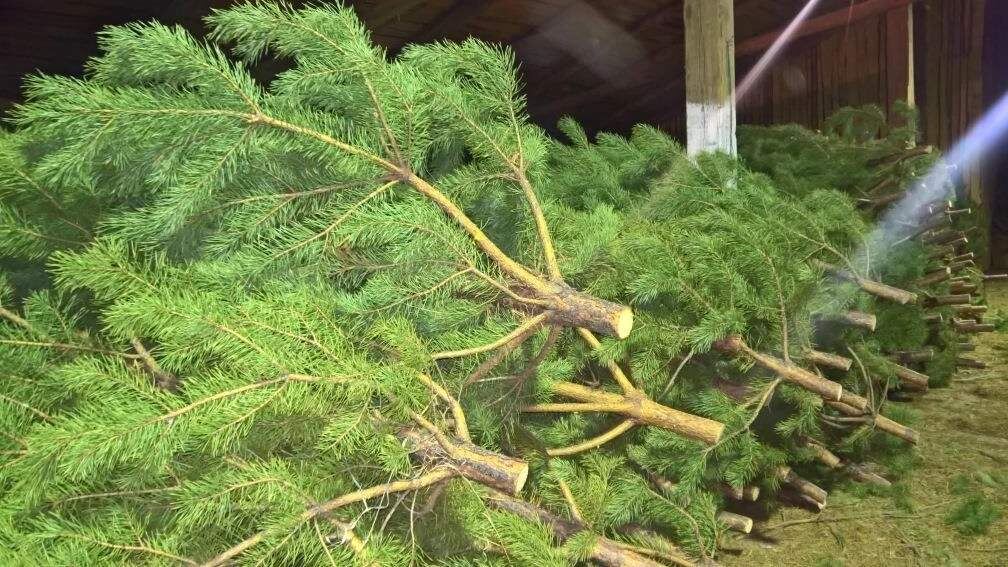    Фото: САБ по уборке