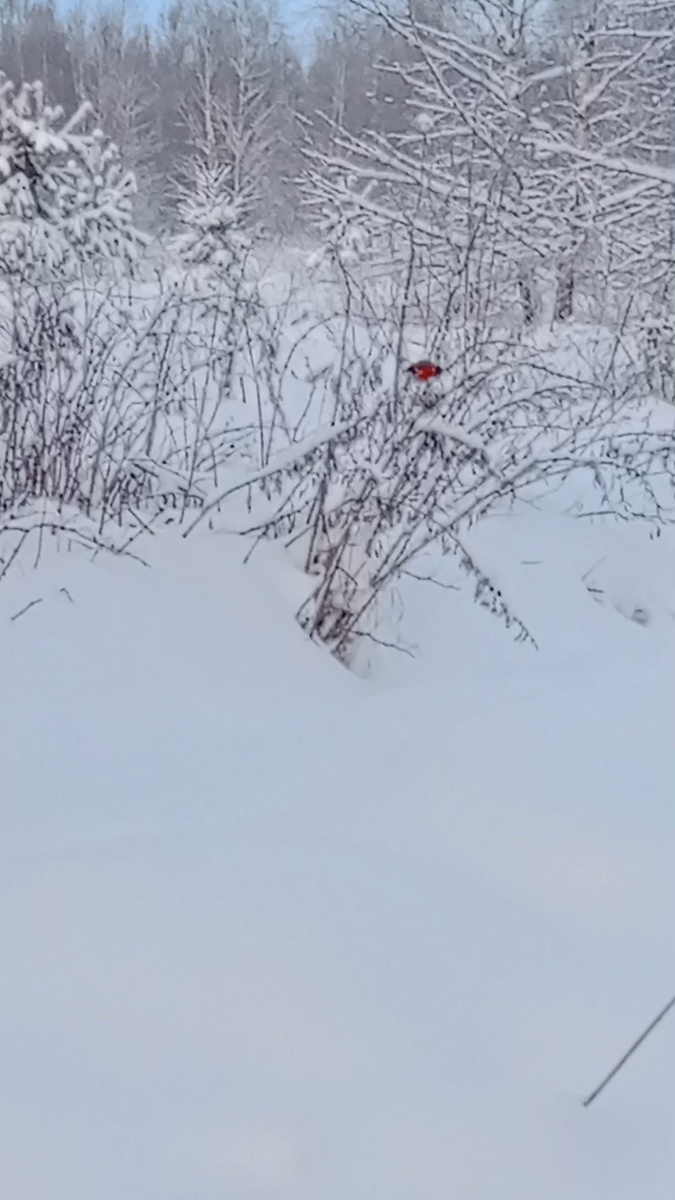 Зима. 2026 год. Снегирь задумался... 