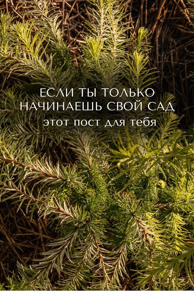 Делюсь опытом, через свой сад.