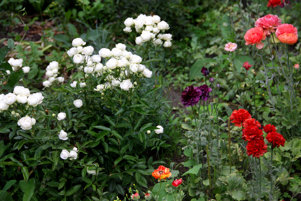 Цветение садовых лютиков