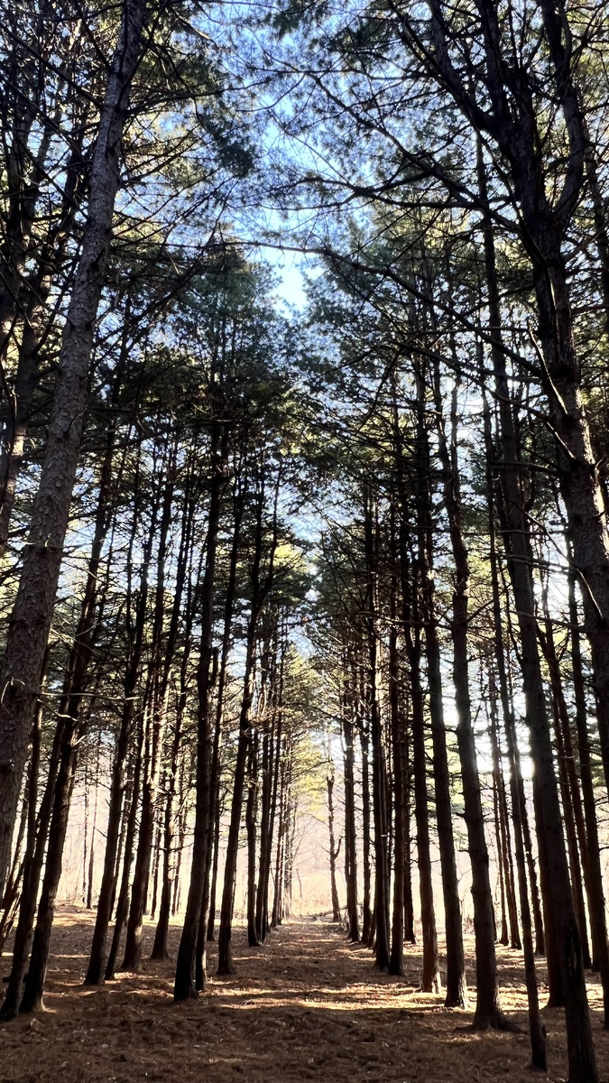 Кедровый бор. Фото автора.