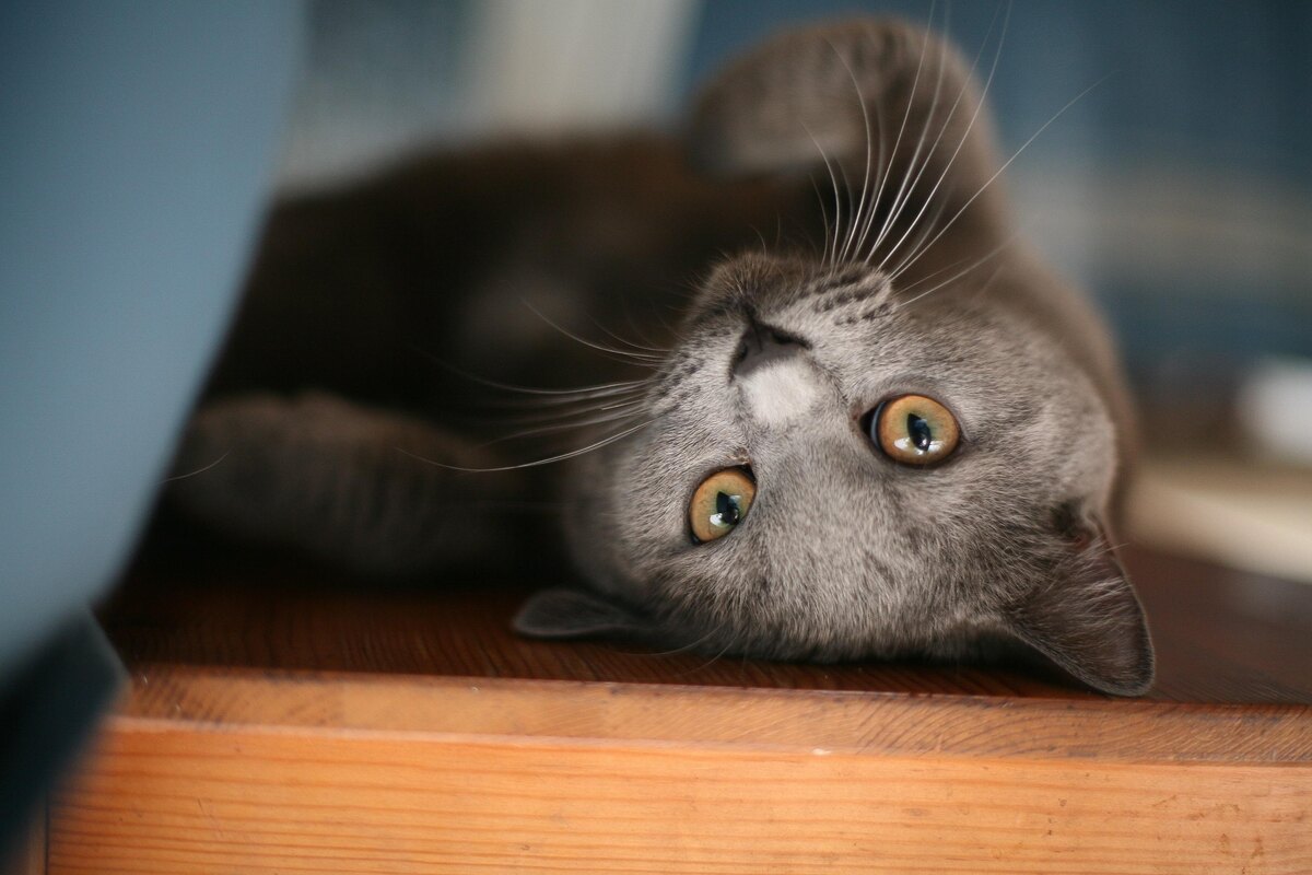 Какую породу кошек можно считать естественно появившейся?, фото:wishvector via Shutterstock