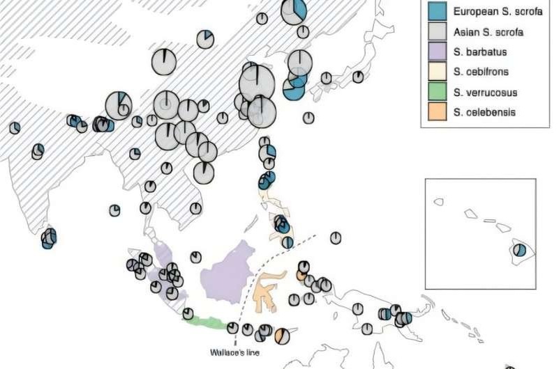    Схема расселения свиней по Юго-Восточной Азии и Океании