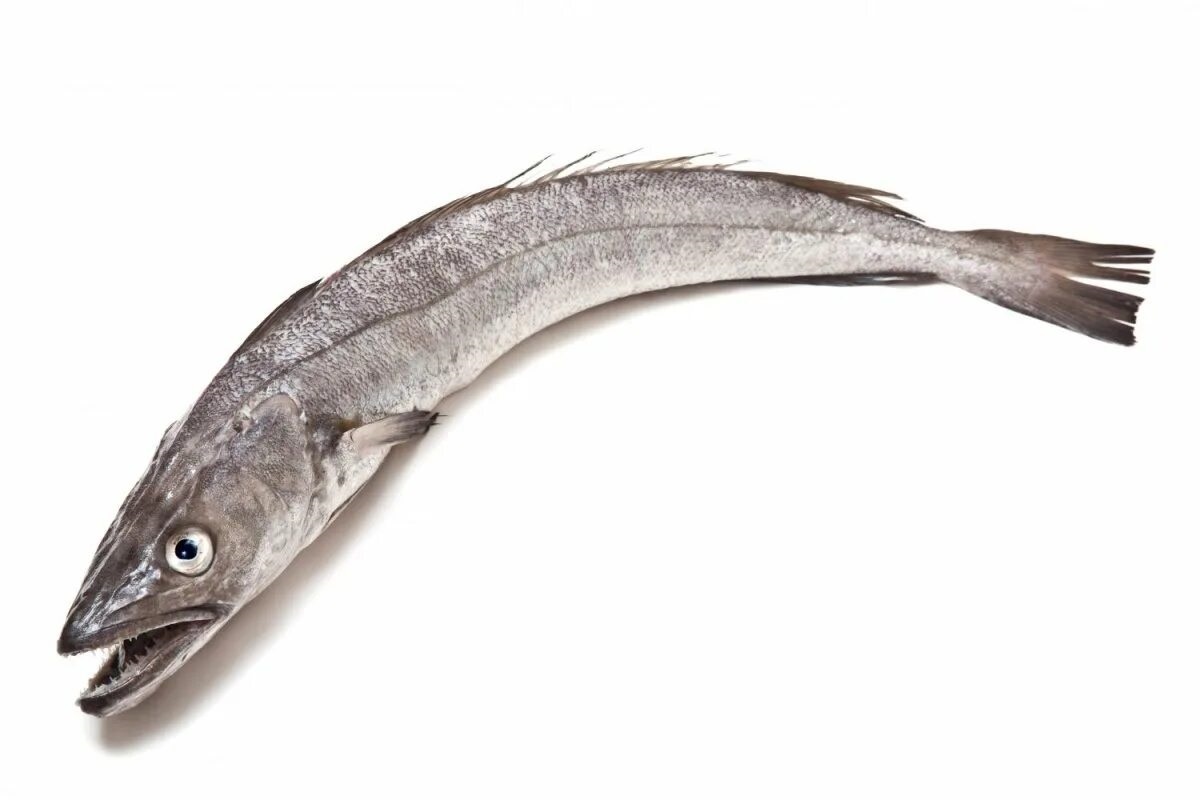 Фото с сайта: https://kartinki.pics/101290-ryba-hek-kartinki.html