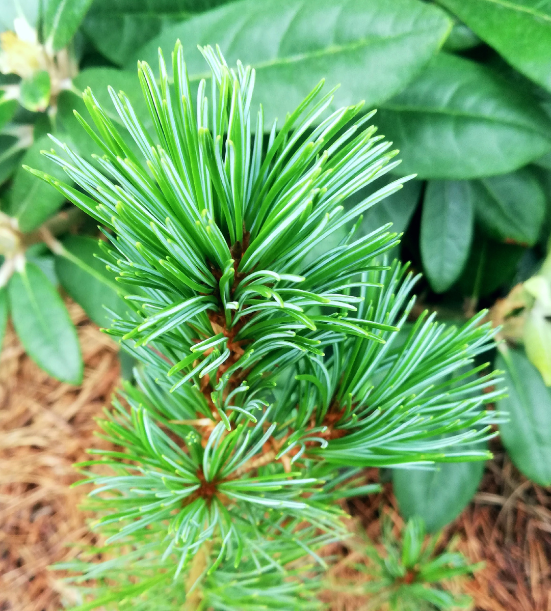 Ну как пройти мимо? Цветопередача реальная