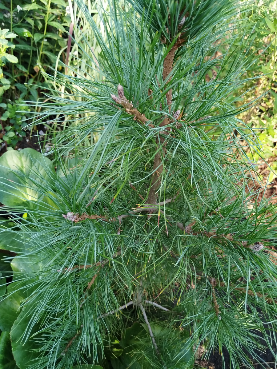 Сосна кедровая европейская видовая - очень красива, хотя и не очень счастлива (жарко ей, жарко - и зимой, и летом)