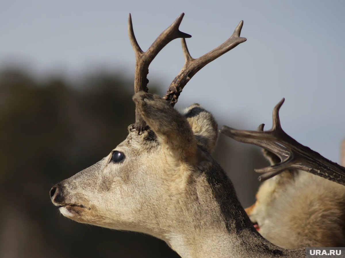     «Охотник» на косуль был задержан в поселке Тундуш