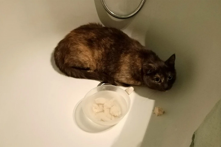    Фото приюта «Наследие Бастет»