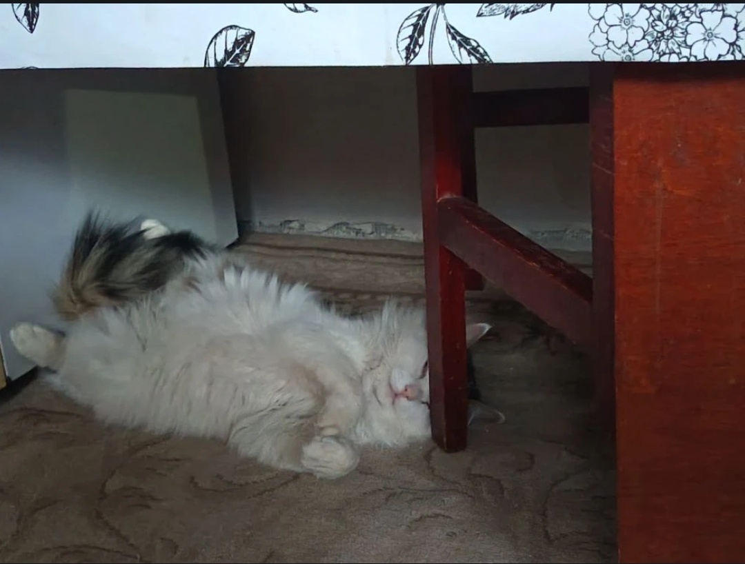 Фото из архива наших питомцев. Веня