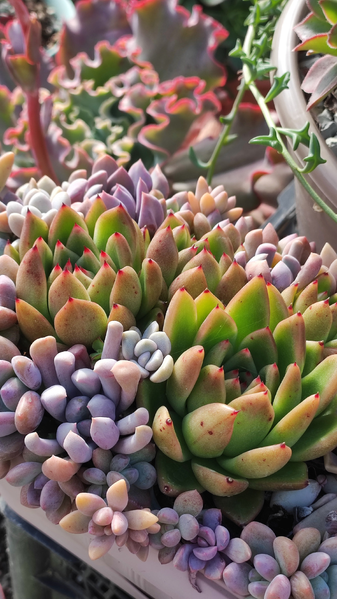 Садик из суккулентов