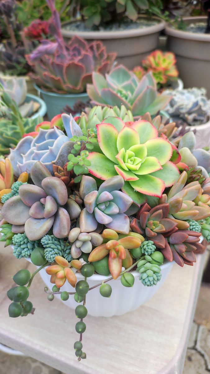 Садик из суккулентов