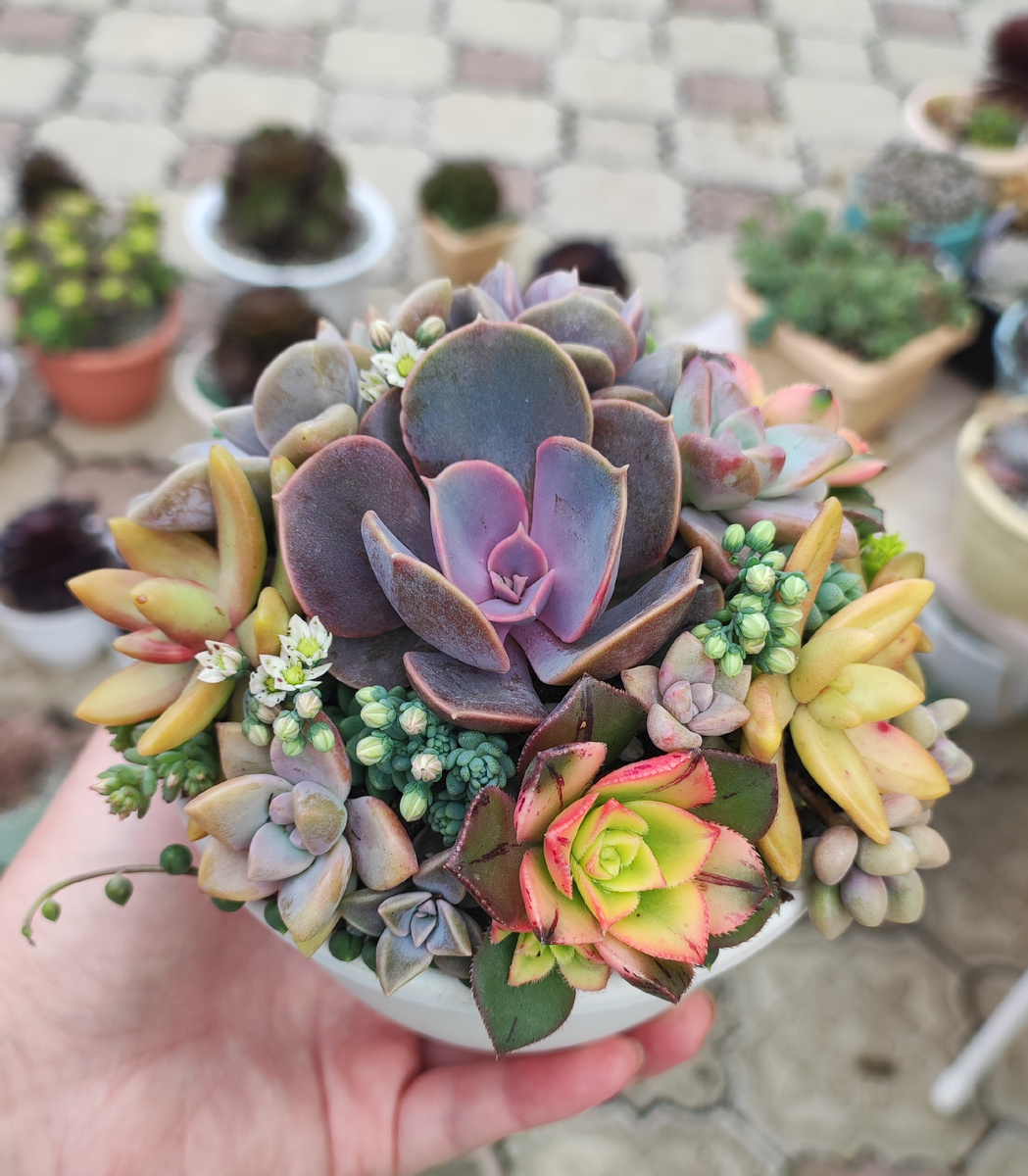 Композиция из суккулентов