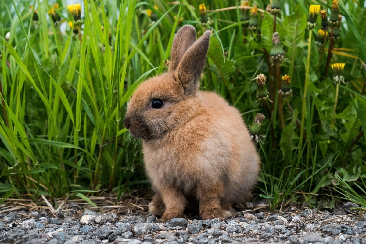 Фото с сайта: https://media.halvacard.ru/domashnie-zhivotnye/deсorative-rabbit