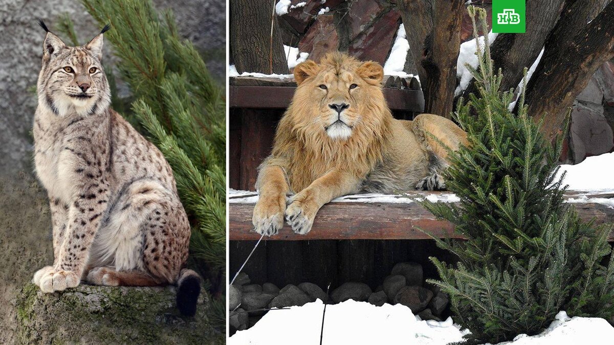    Фото: @Moscowzoo_official / t.me