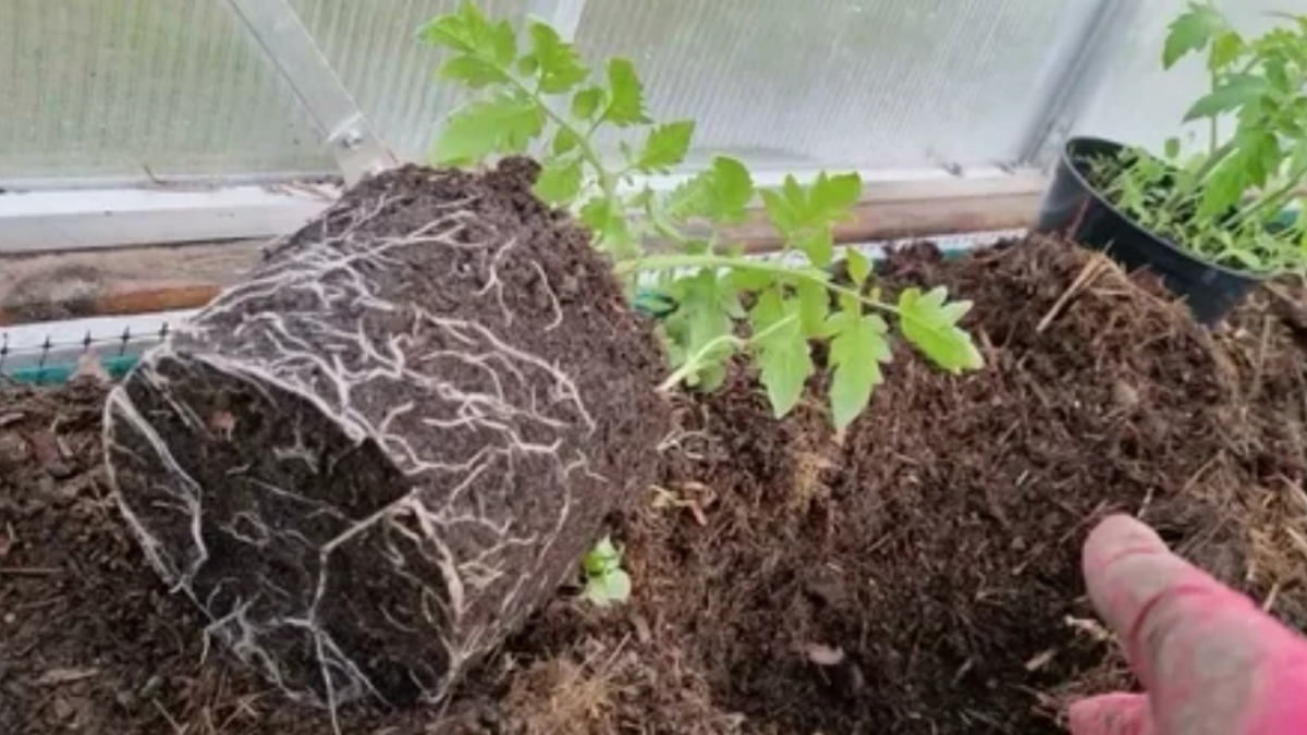 Так выглядят "задушенные" корни через месяц в одной емкости