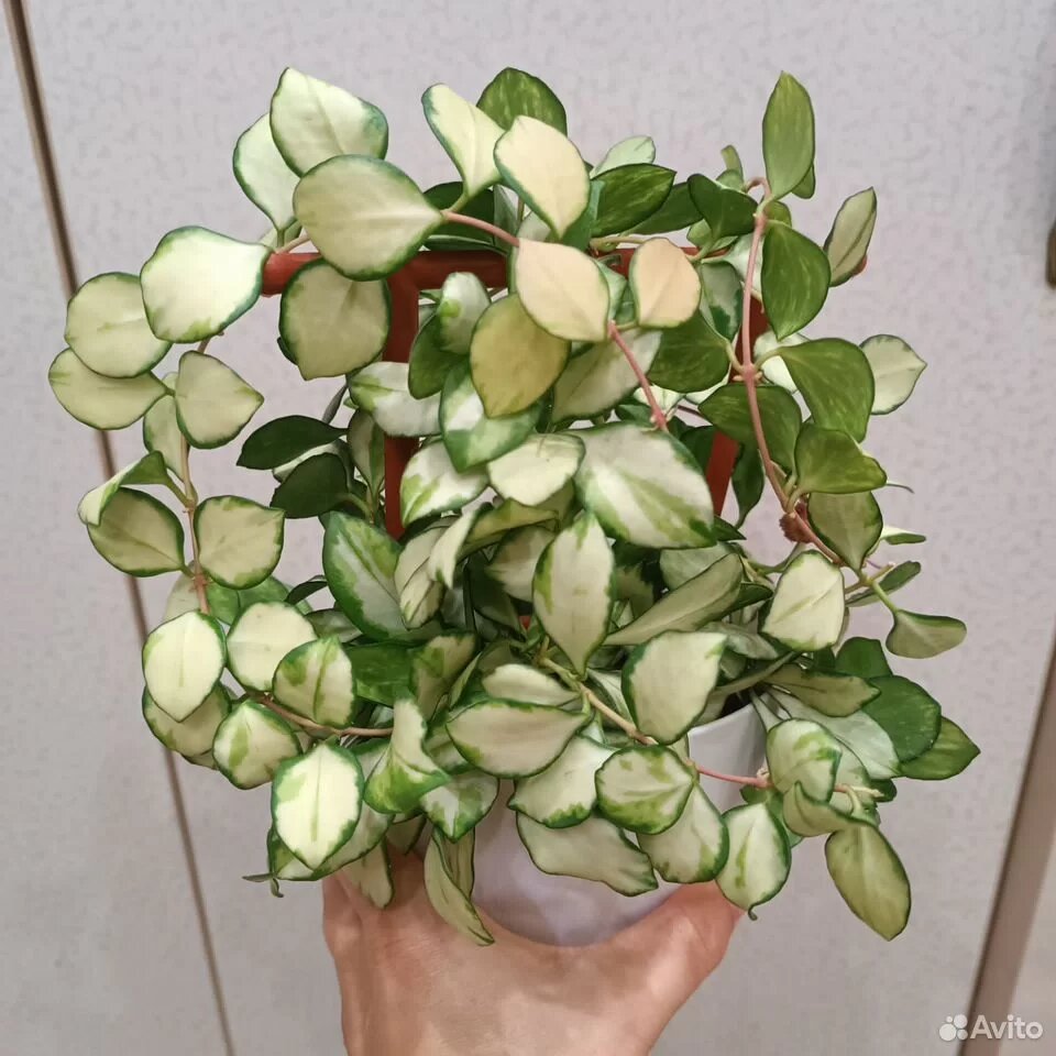 Фото из интернета.