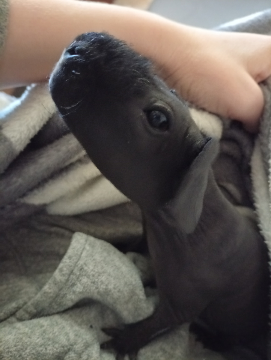 Наш Уголек. Фото мое.