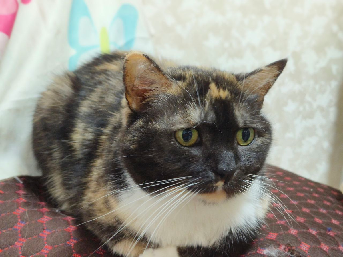 Бэсська автор сказки