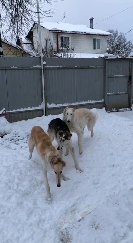 Сара, Сайга, Сокол