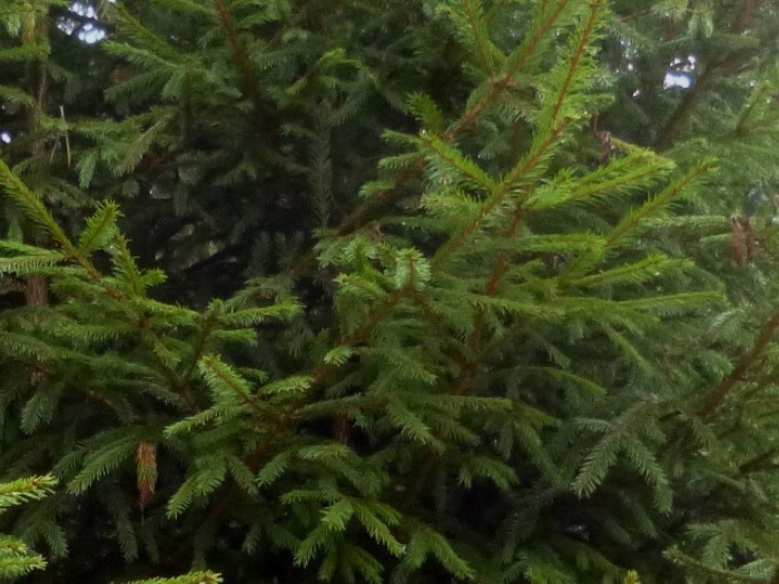 Скорей всего, это ель обыкновенная (фото из архива автора)