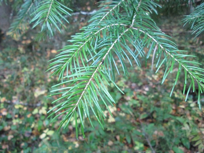Побеги ели этого года с хвоей (фото из архива автора)