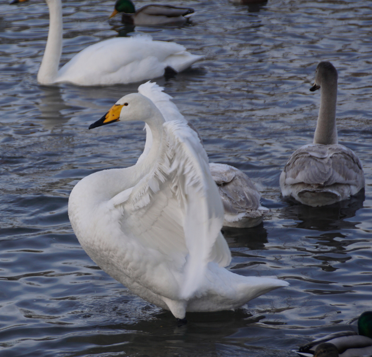 Лебеди на оз.Светлом,Алтайский край.все фото подборки сделаны автором публикации.