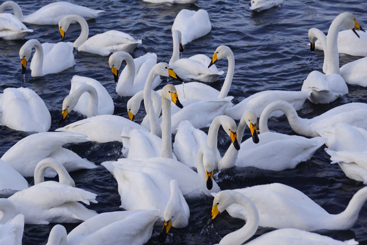 Лебеди на оз.Светлом,Алтайский край.все фото подборки сделаны автором публикации.