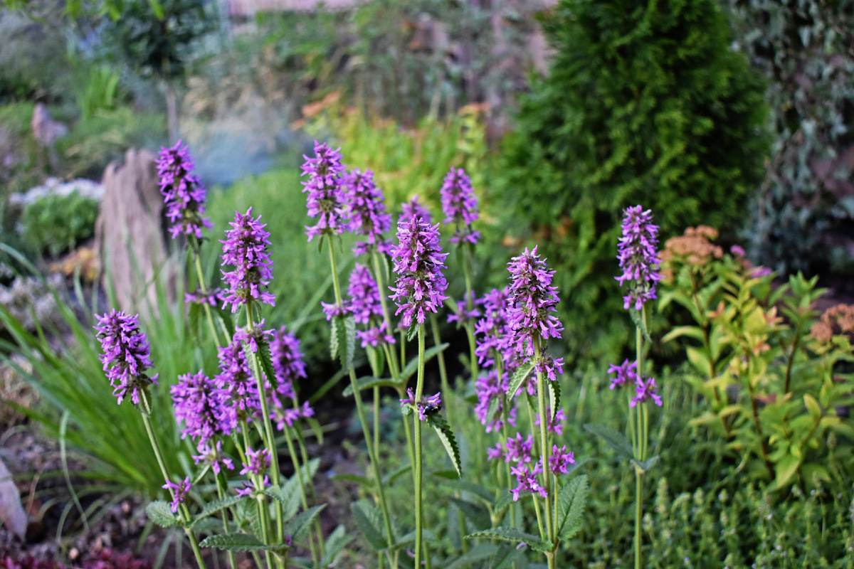 Стахис монье (буквица лекарственная)