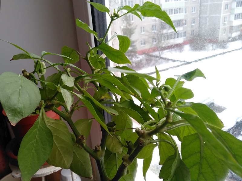 Куст сладкого перца «Лисичка» на подоконнике в январе