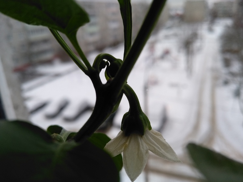 Так выглядит пока единственный цветок на кусте перца