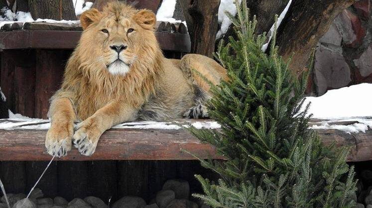    t.me/Moscowzoo_official