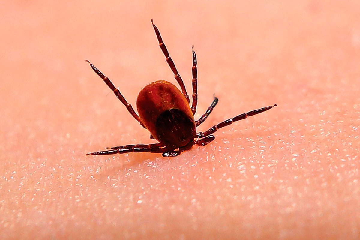 Фото с сайта: https://kolchvesti.ru/2024/07/18/te-kto-kusayutsya-ne-unimayutsya/?_utl_t=wh