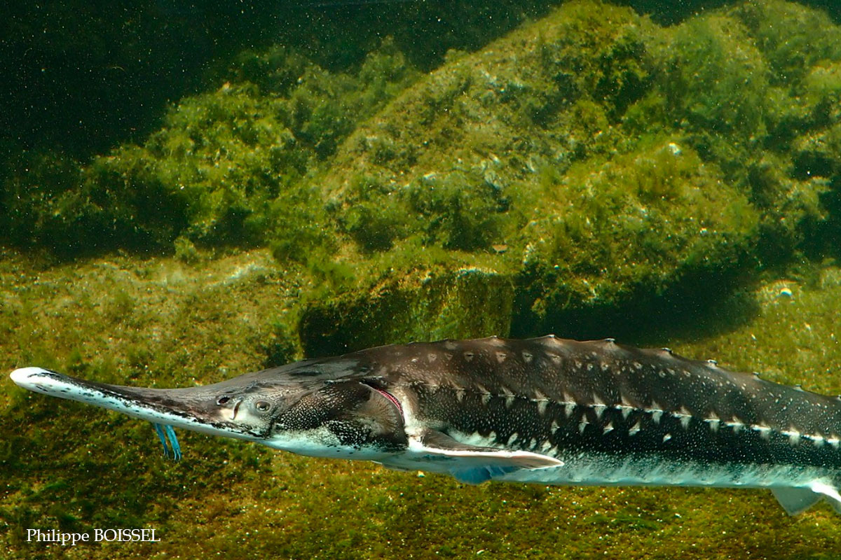 Фото с сайта: https://rybak24.com/vidy-ryb/sevryuga/202-sevryuga