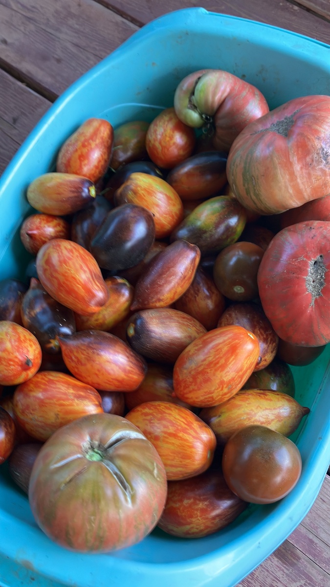 Томаты. Фото  автора