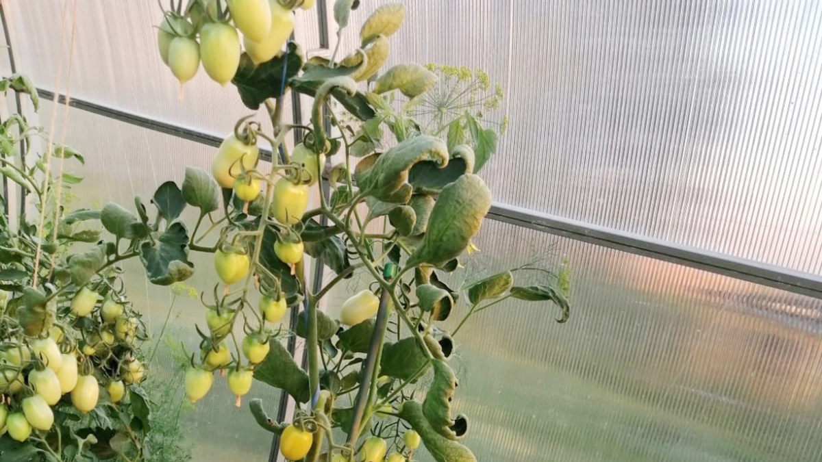 Красивые обещания против суровой реальности - классика жанра