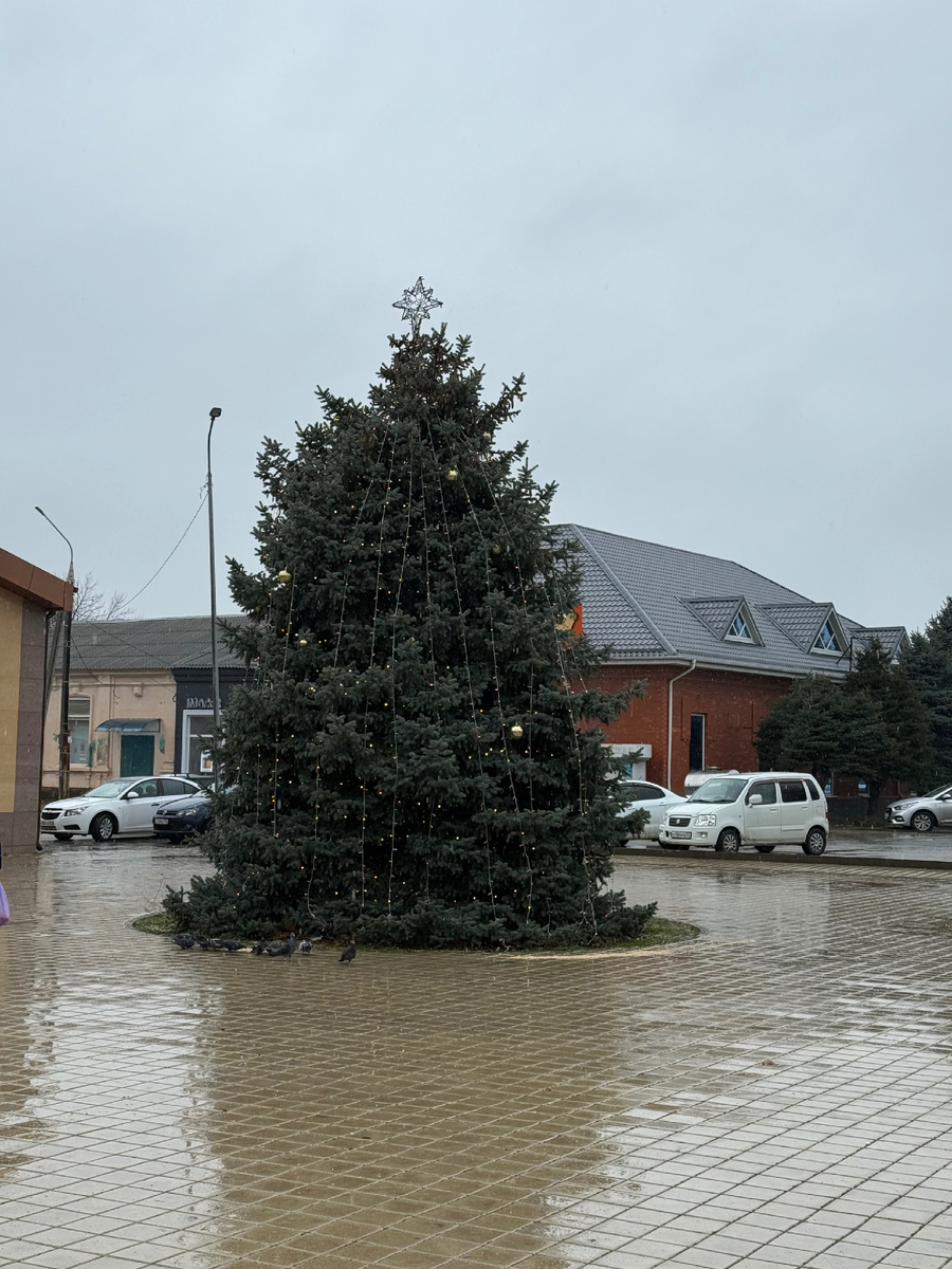 Фото автора канала. Елка в дожде!