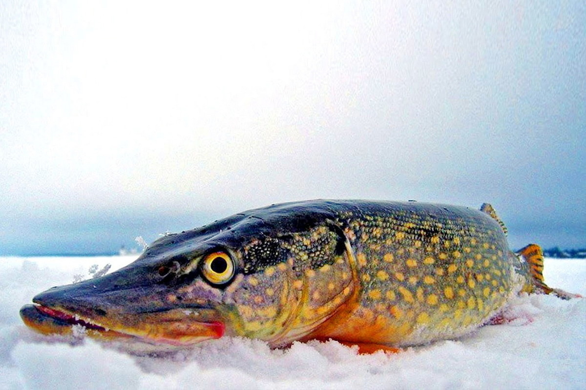 Фото с сайта: https://www.mk-yamal.ru/incident/2024/05/09/5-tonn-ryby-iz-budushhego-nashel-rosselkhoznadzor-na-yamalskom-predpriyatii.html