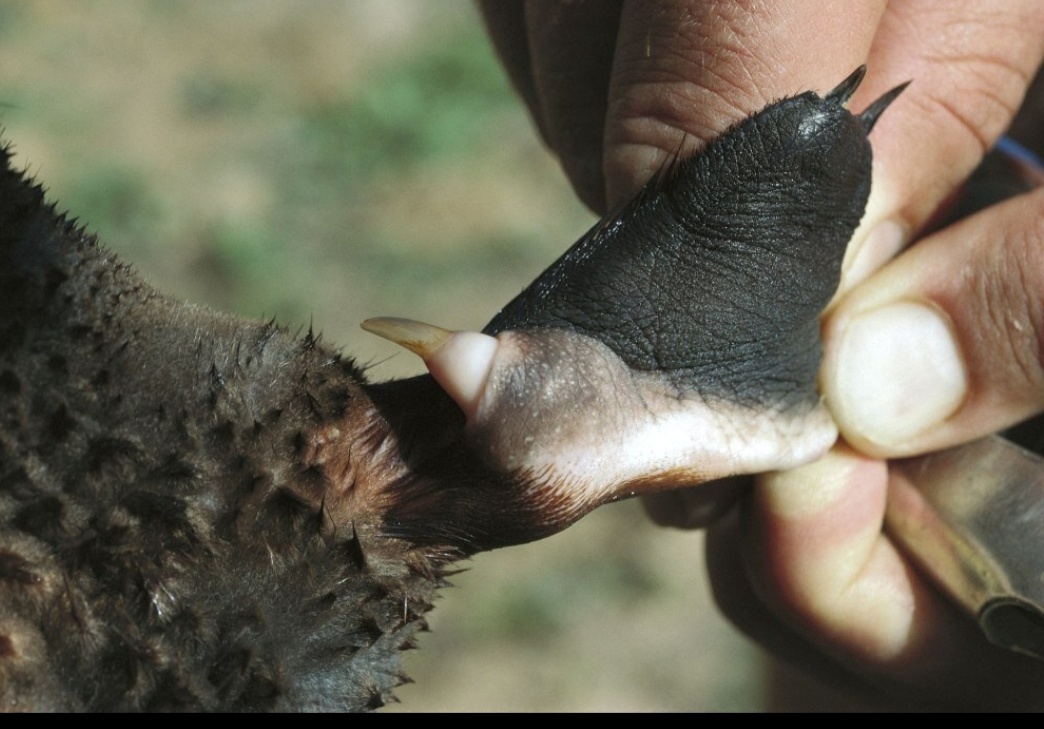 Ядовитая шпора у самца утконоса
