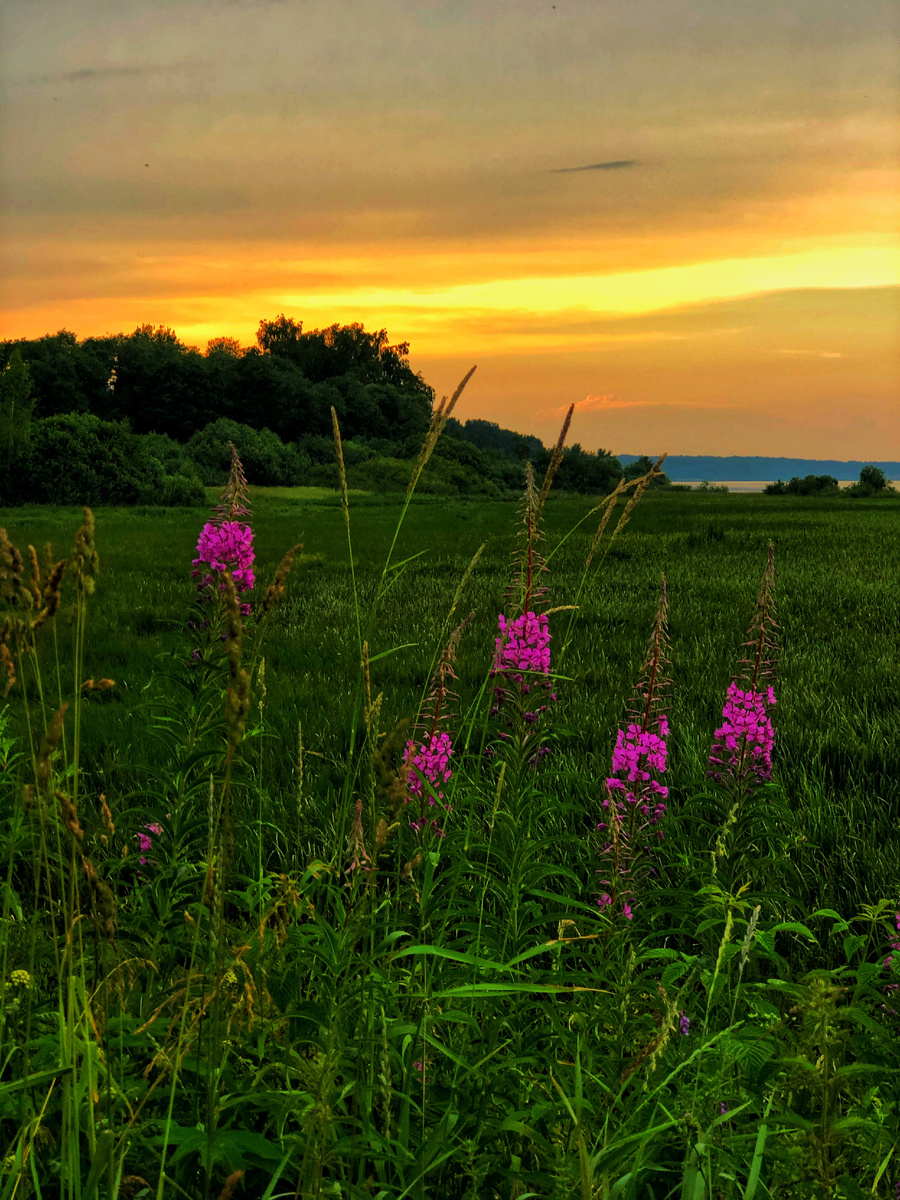 Вид с дачи на поля и Волгу, 2020