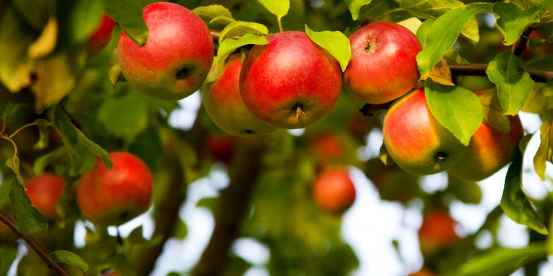 Весенняя подкормка яблонь по моей схеме в марте. 3 этапа и урожай стабильно богатый