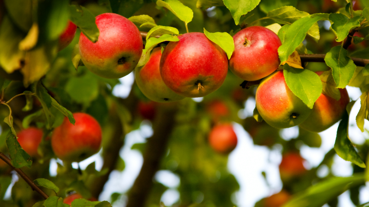 Результат правильной весенней подкормки