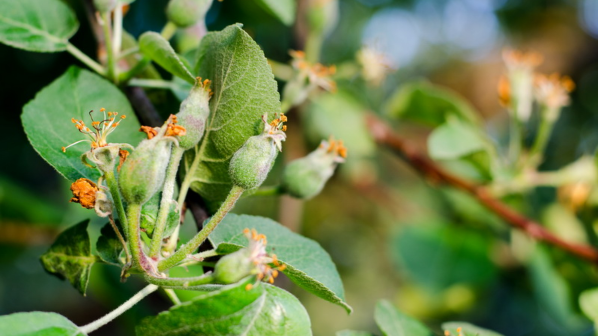 Результат перекорма азотом - жирование побегов без плодов
