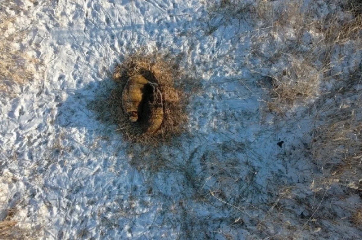    Кабаны в заповеднике «Кирзинский» спасаются от мороза в гнёздах